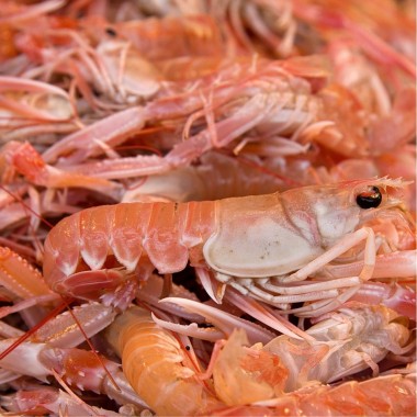 Langoustine vers